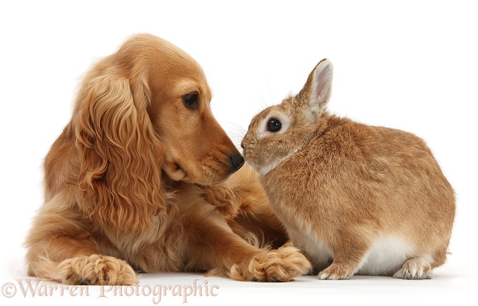 Golden Cocker Spaniel, Sadie, 6 months old, nose to nose with sandy Netherland-cross rabbit, Peter, white background