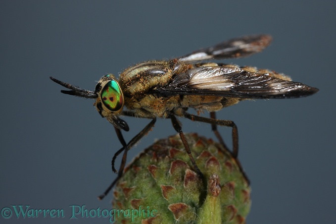 Horse Fly (Chrysops quadratus) female on acorn