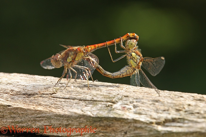 Common Darter Dragonfly (Sympetrum striolatum) mating pair
