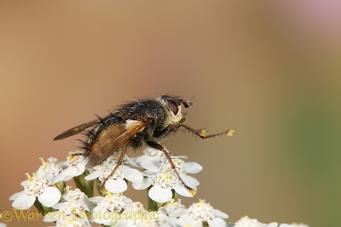 Parasitic Fly (Larvaevora sp) on Yarrow, cleaning its forelegs