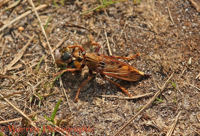Hornet Robber Fly (Asilus crabroniformis) with fly prey (Larvaevora sp)
