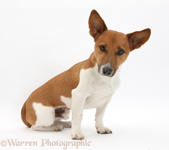 Jack Russell Terrier dog, Rockie, white background
