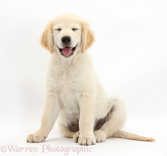 Golden Retriever dog pup, Oscar, 3 months old, sitting with smiley face and eyes shut, white background