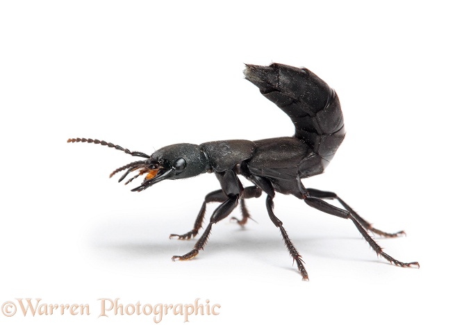Devil's Coach-horse Beetle (Staphylinus olens) in defensive posture, white background