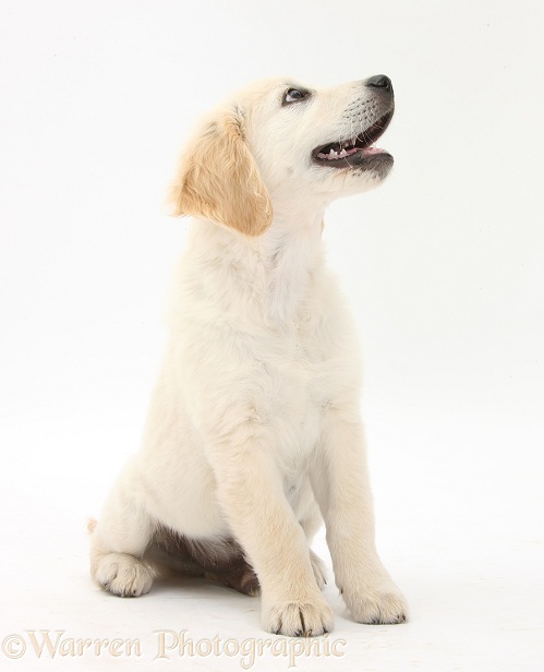 Golden Retriever dog pup, Oscar, 3 months old, sitting and looking up, white background