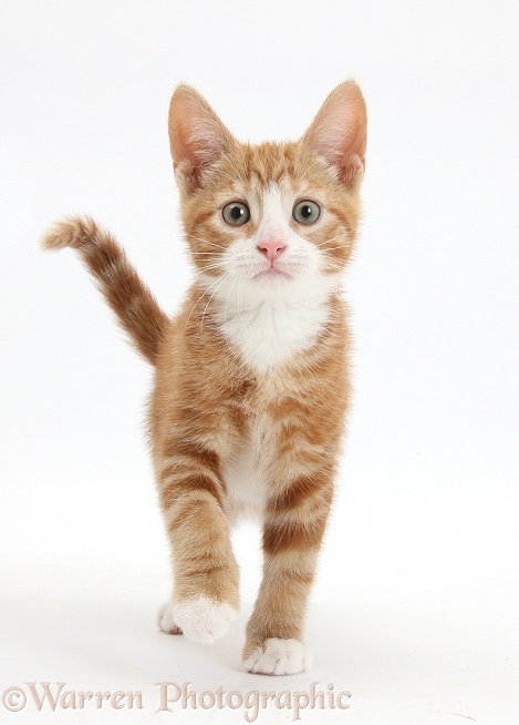 Ginger kitten, Ollie, 10 weeks old, walking forward, white background