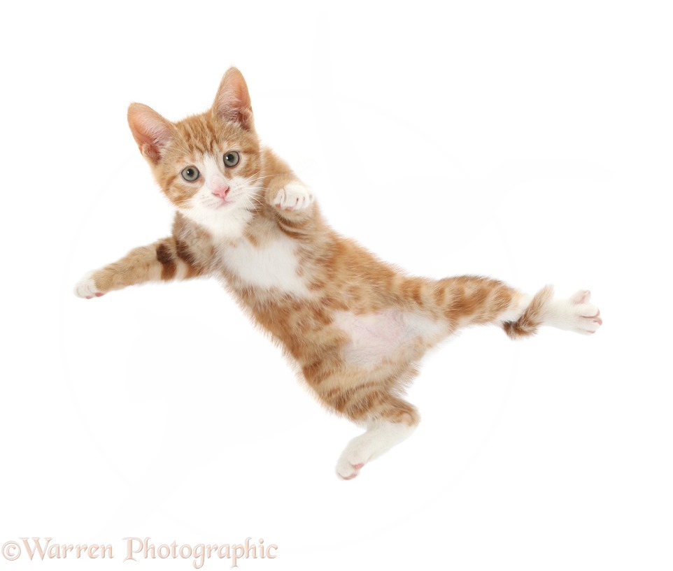 Ginger kitten, Ollie, 10 weeks old, taking a flying leap, white background