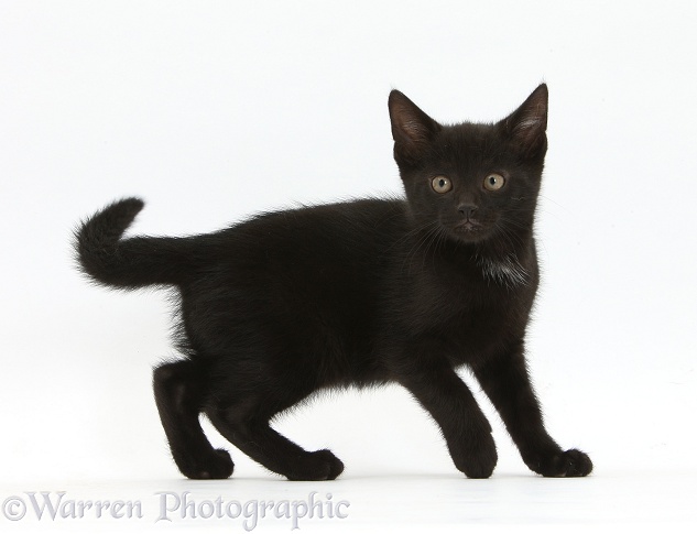 Black male kitten, Buxie, 8 weeks old, white background