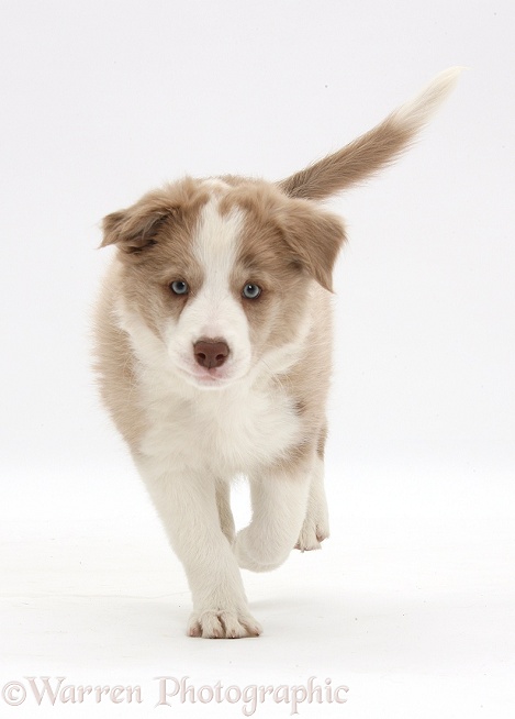 Lilac Border Collie pup running, white background