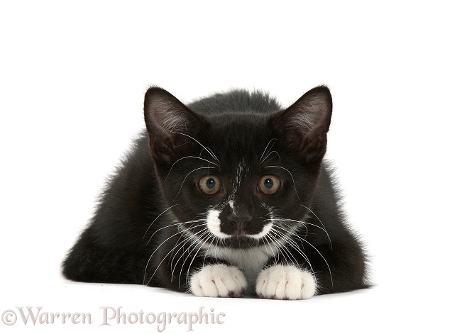 Black-and-white tuxedo kitten, Tuxie, 10 weeks old, staring intently, white background