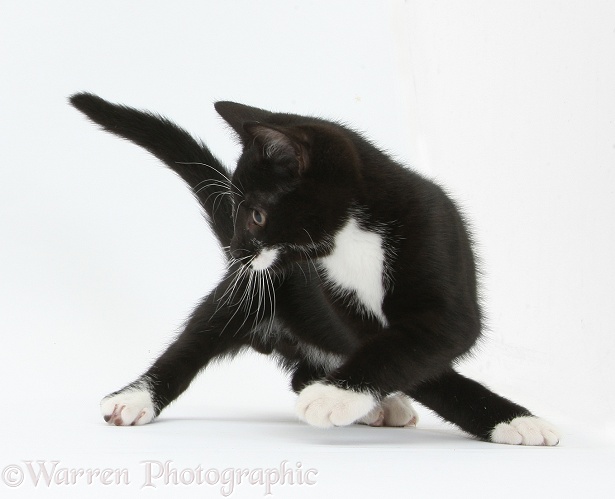 Black-and-white tuxedo kitten, Tuxie, 10 weeks old, turning energetically, white background