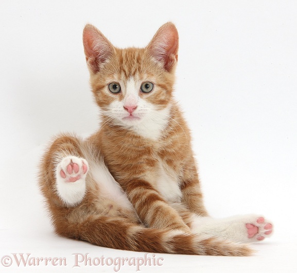 Ginger kitten, Ollie, 10 weeks old, looking up after grooming, white background