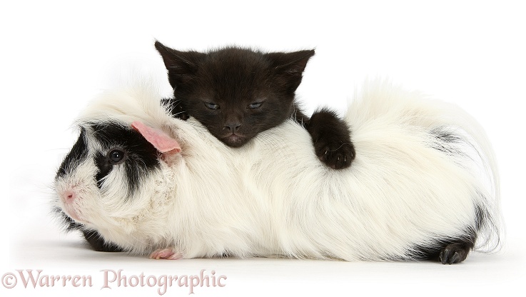 Black kitten, 8 weeks old, lying on Black-and-white Guinea pig, white background