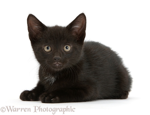 Black male kitten, Buxie, 8 weeks old, lying with head up, white background