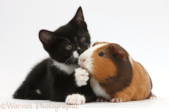 Black-and-white tuxedo male kitten, Tuxie, 9 weeks old, with tricolour Guinea pig, white background