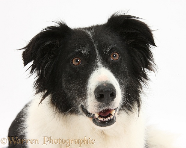Black-and-white Border Collie bitch, Phoebe, white background