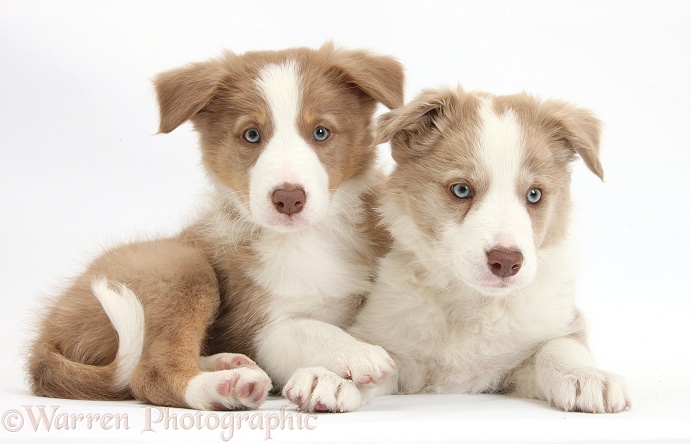 Two Lilac Border Collie pups, white background