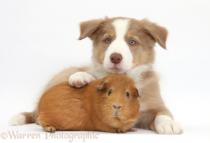Lilac Border Collie pup and red Guinea pig, white background