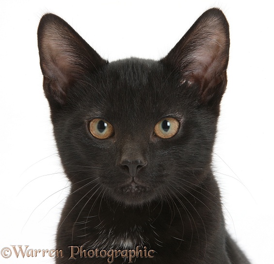 Black male kitten, Buxie, 3 months old, white background