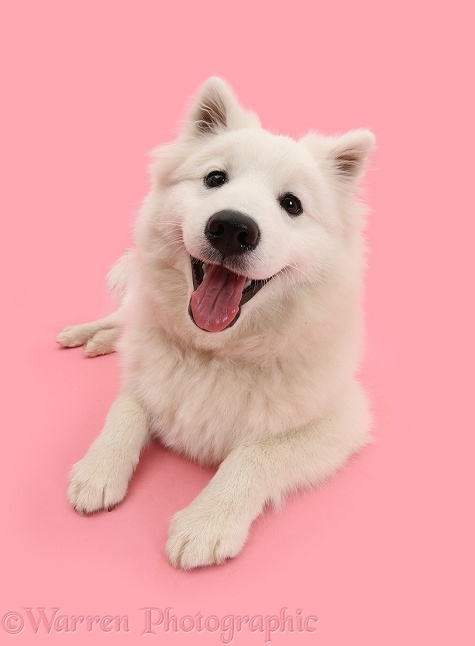 White Japanese Spitz dog, Sushi, 6 months old, on pink background