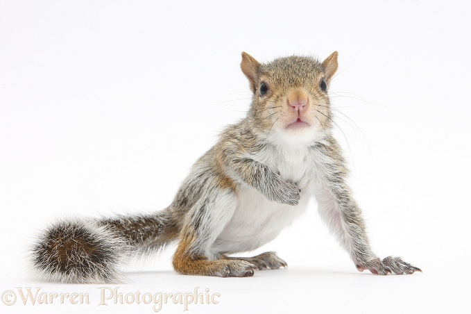 Young Grey Squirrel (Sciurus carolinensis), white background