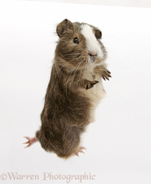 Guinea pig 'leaping', white background