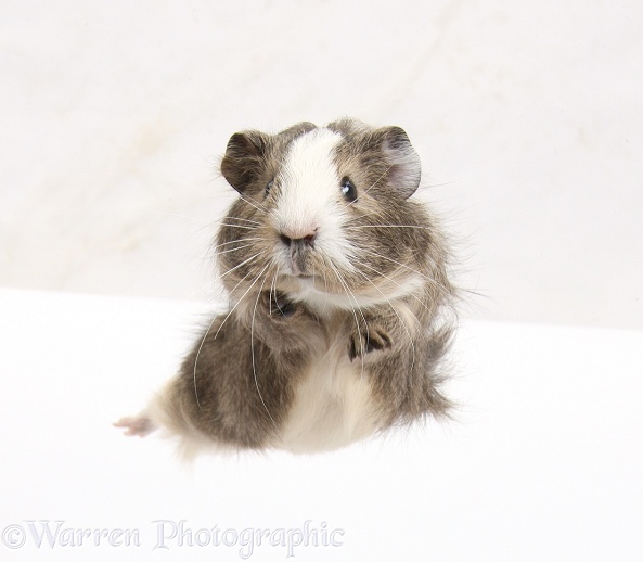 Guinea pig 'leaping', white background