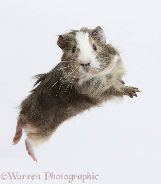 Guinea pig 'leaping', white background