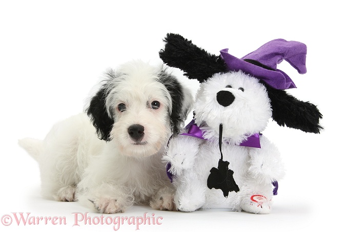 Jack-a-poo (Poodle x Jack Russell Terrier) bitch pup, Pukka, 10 weeks old, with matching Halloween toy dog, white background