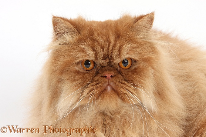 Ginger Persian male cat, Jeffrey, 1 year old, white background