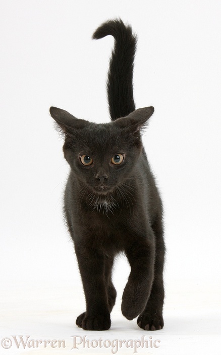 Black male kitten, Buxie, 12 weeks old, running forward, white background