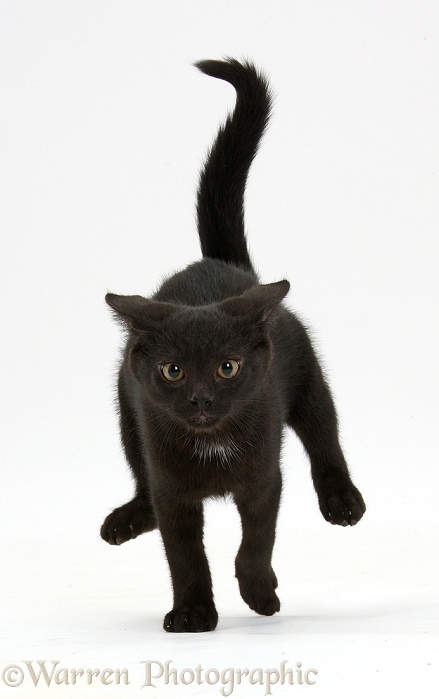 Black male kitten, Buxie, 12 weeks old, running forward, white background