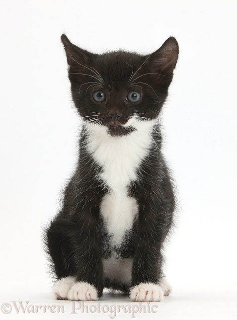 Black-and-white kitten, 6 weeks old, sitting, white background