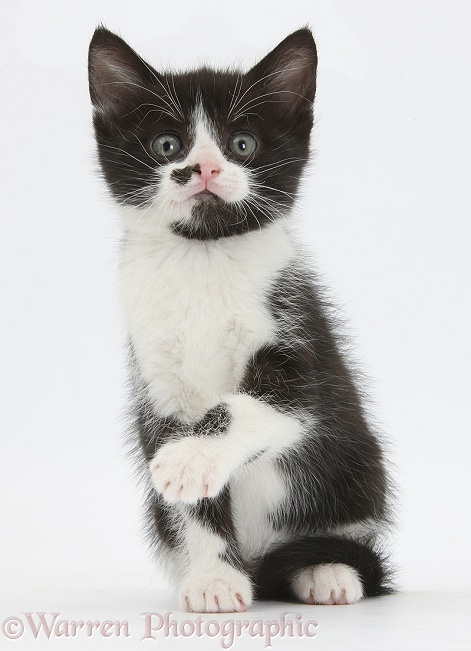 Black-and-white kitten, 8 weeks old, sitting and raising a paw, white background