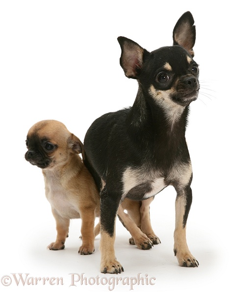 Black-and-tan Chihuahua bitch with sable-and-black pup, white background