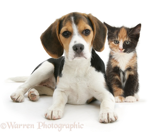 Beagle pup, Florrie, 4 months old, with tortoiseshell kitten, white background