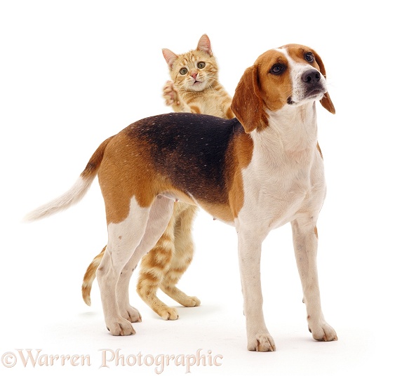 Beagle bitch, Rosie, 18 months old, with ginger cat, Benedict, white background