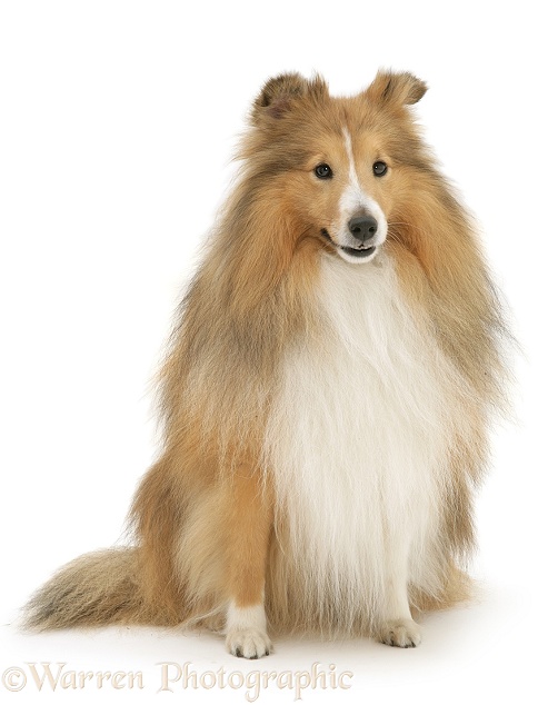 Sable Shetland Sheepdog (Sheltie) sitting, white background