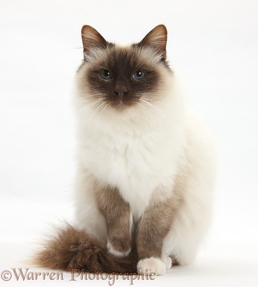 Colourpoint Birman cat, Rolo, 1 year old, white background