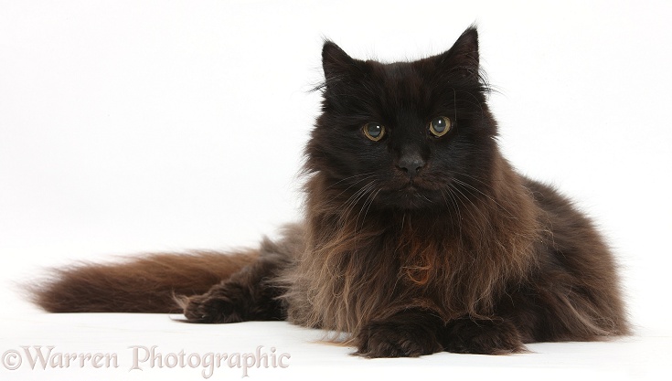 Elderly dark chocolate cat, Scruffy, 15 years old, white background