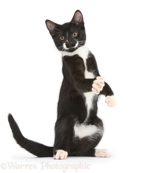 Black-and-white tuxedo male kitten, Tuxie, 3 months old, standing up on haunches, with paws raised as if warming up for a boxing match, white background