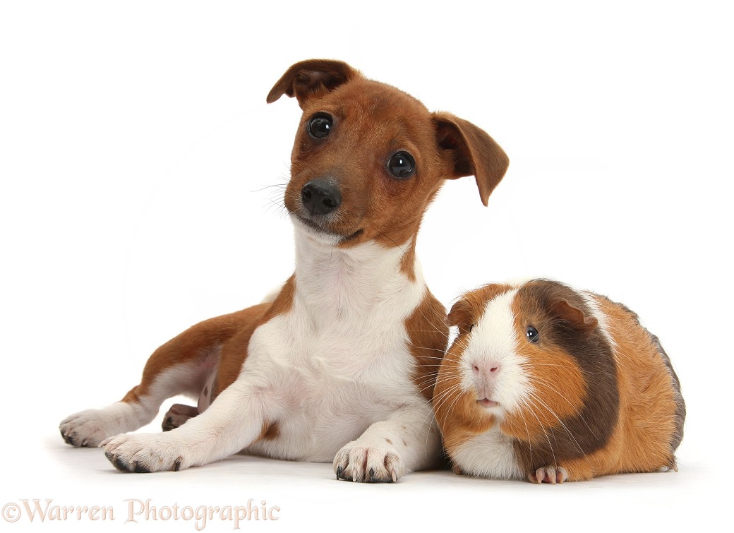 Jack Russell Terrier x Chihuahua pup, Nipper, with a Guinea pig, white background