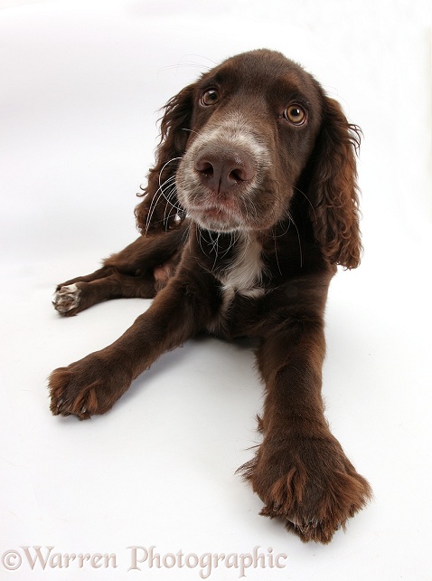 Chocolate Cocker Spaniel pup, Jeff, 4 months old, lying with head up, white background
