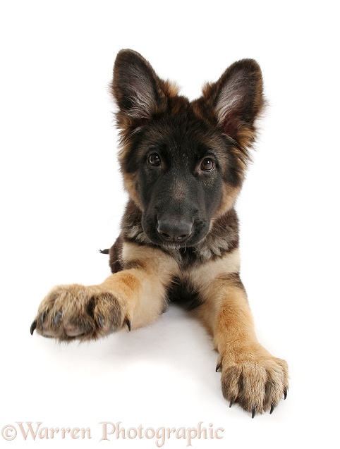 German Shepherd Dog bitch pup, Coco, 14 weeks old, with raised paw, white background