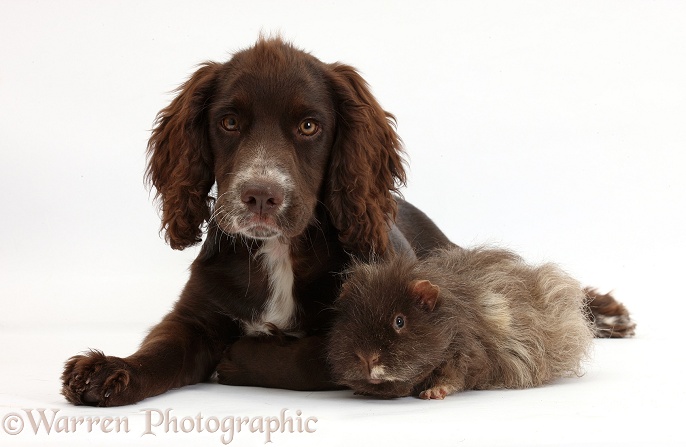 Chocolate Cocker Spaniel pup, Jeff, 4 months old, with shaggy Guinea pig, white background