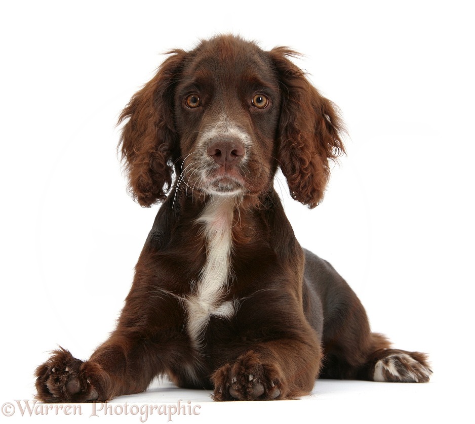 Chocolate Cocker Spaniel pup, Jeff, 4 months old, lying with head up, white background