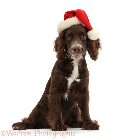 Chocolate Cocker Spaniel pup, Jeff, 4 months old, wearing a father Christmas hat, white background