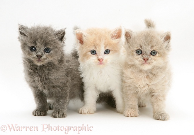 Blue, Ginger-and-white, and lilac Persian-cross Thomasina kittens, white background