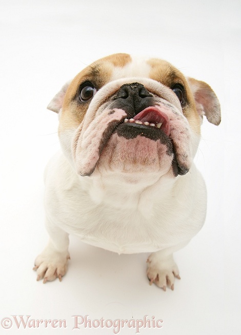 Bulldog bitch, Pixie, looking up with tongue out, white background