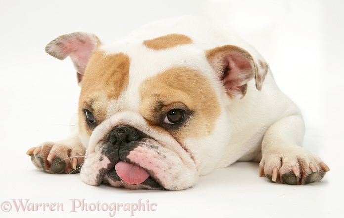 Bulldog bitch, Pixie, with chin on the floor and tongue out, white background